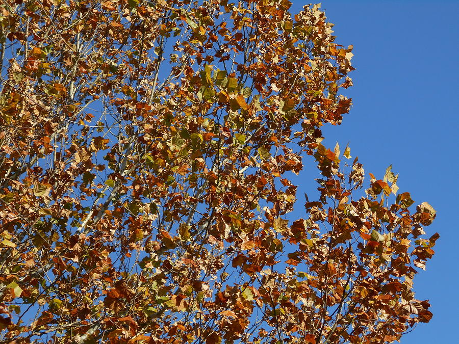 Fall Photograph - Leaves On Blue by Kriz Rogers