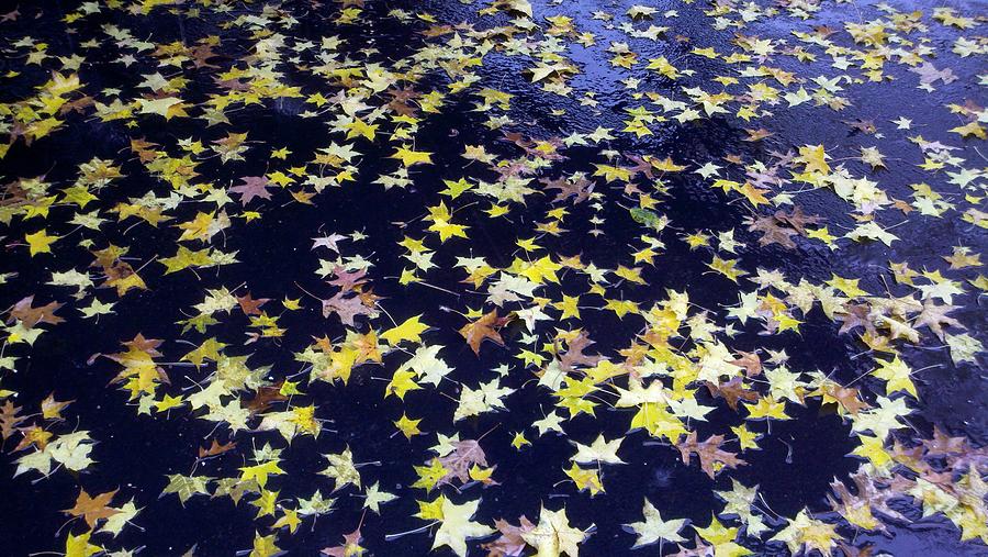 Leaves on Pavement Photograph by William Slider