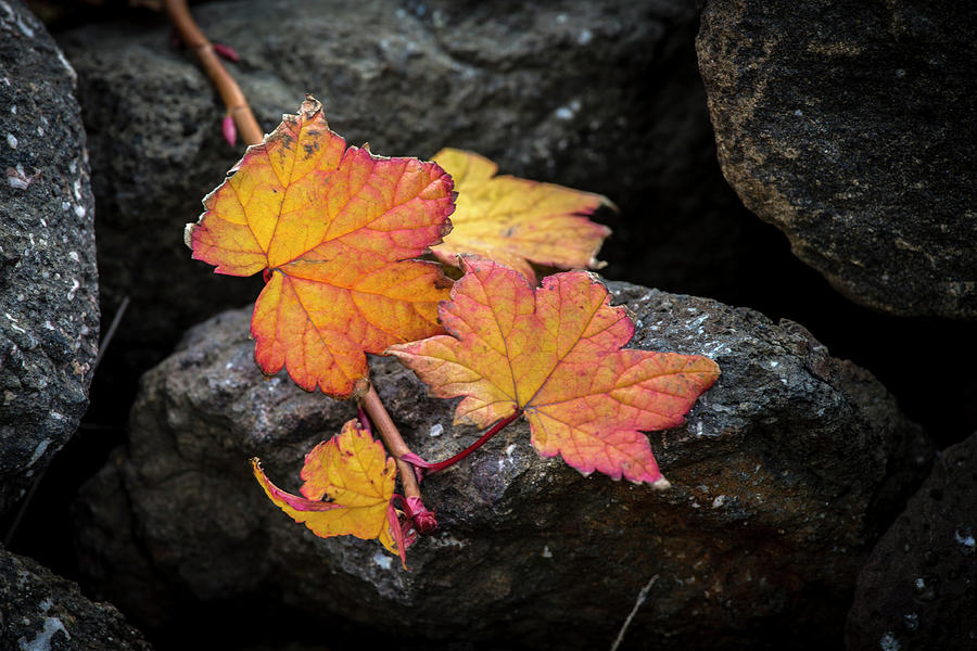 Leaves on rocks Photograph by Hitendra SINKAR