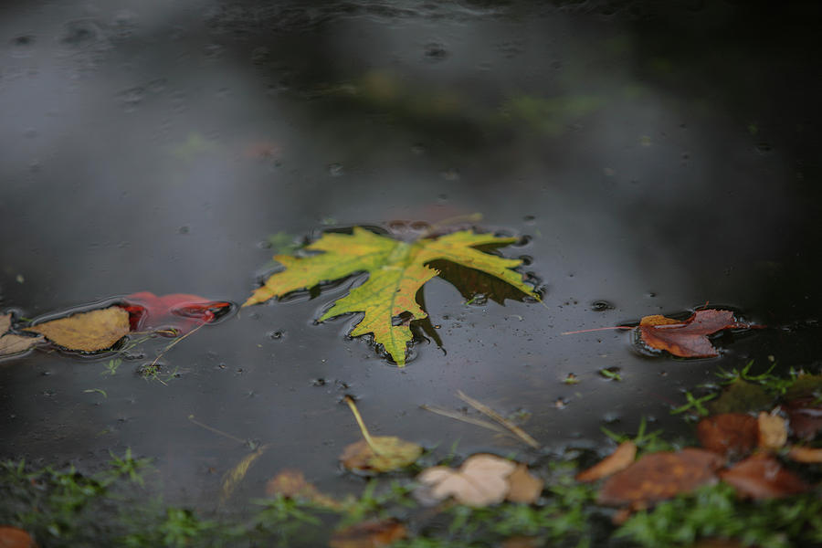 Leaves on Sampawams Creek Photograph by Steve Gravano