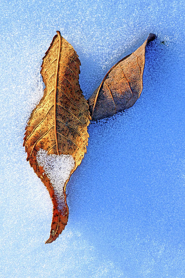 Leaves on Snow Photograph by Carolyn Derstine