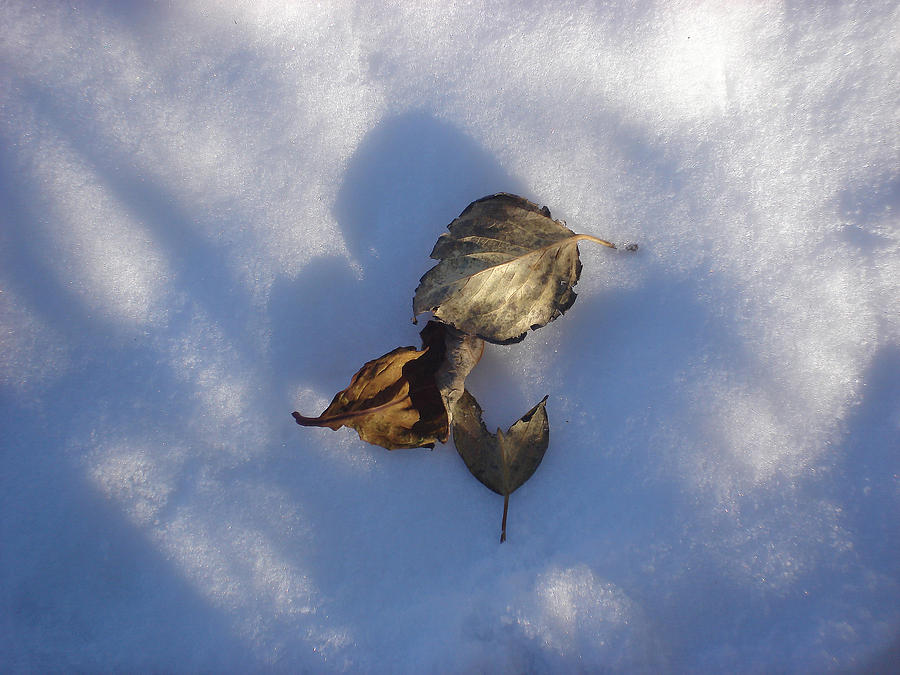 Leaves on Snow Photograph by Marilynne Bull