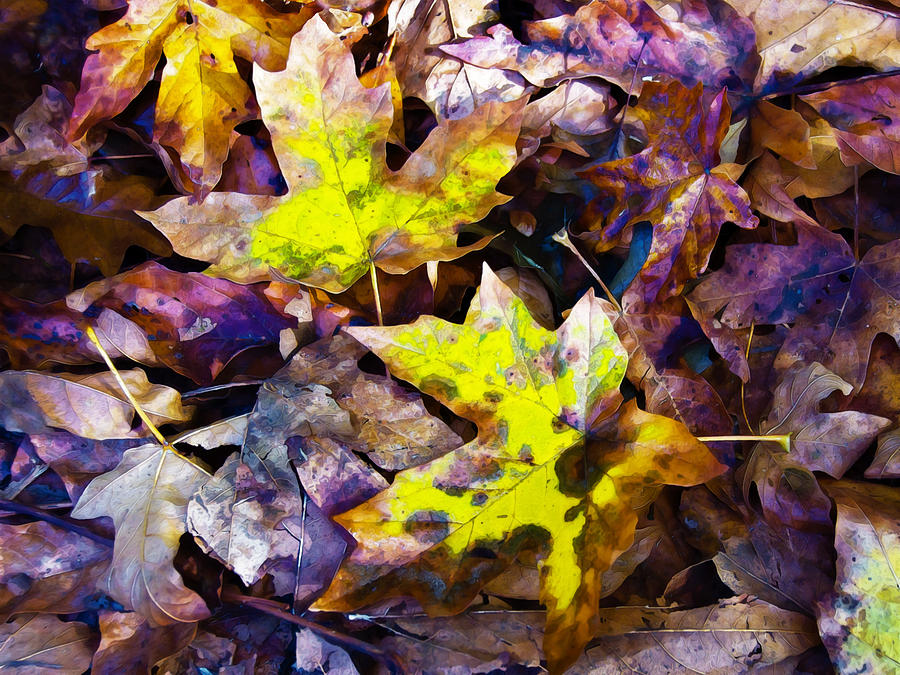 Leaves on the Forest Floor Photograph by Marion McCristall