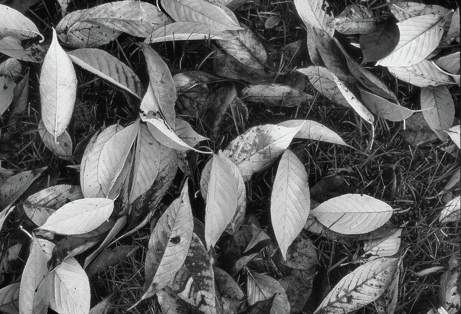 Leaves On The Grass BW  Photograph by Lyle Crump