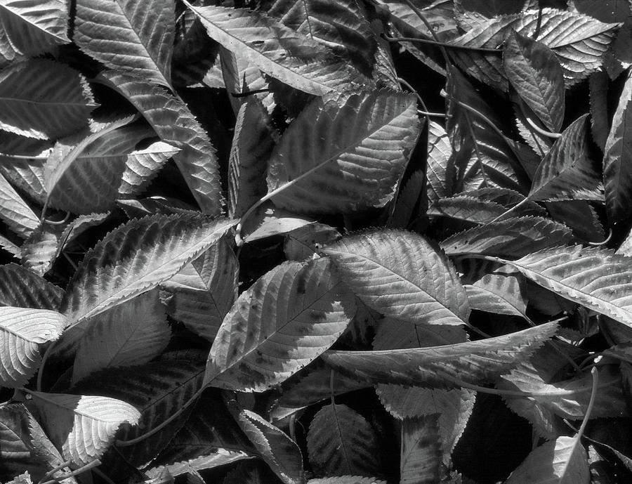 Leaves On The Ground BW  Photograph by Lyle Crump