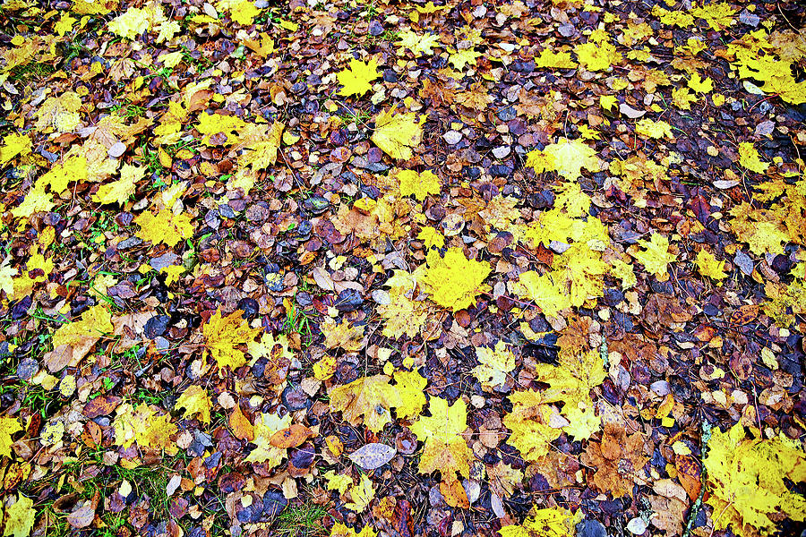 Leaves on the Ground Photograph by Evan Peller - Fine Art America