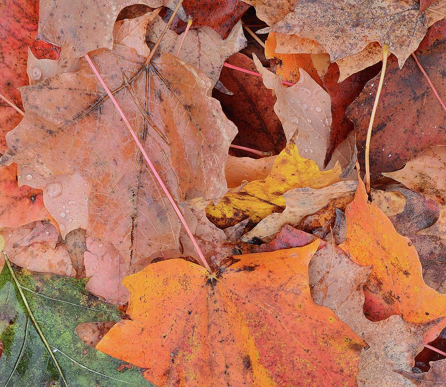 Leaves On The Ground Four  Digital Art by Lyle Crump