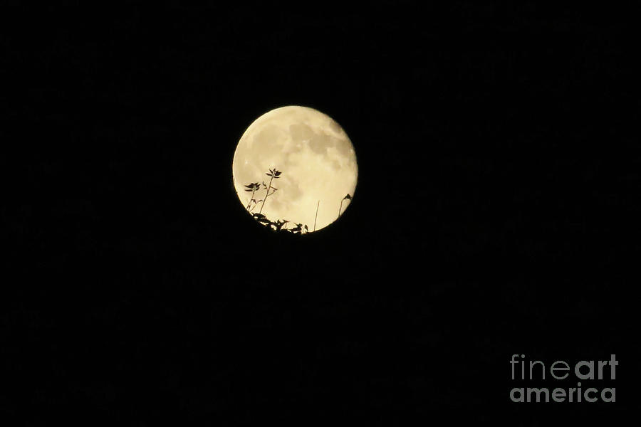 Nature Photograph - Leaves on the Moon by Stephanie Hanson