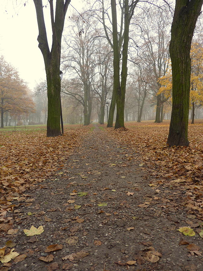 Leaves on the path Photograph by Lukasz Ryszka