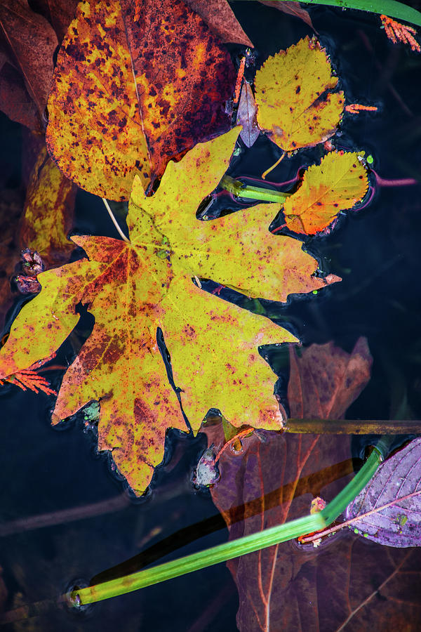 Leaves on the pond Photograph by David Lee