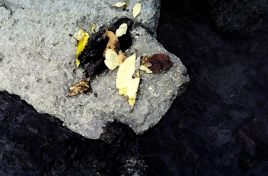 Leaves on the Rocks Photograph by Lyle Crump