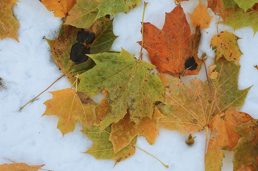 Leaves On The Snow  Photograph by Lyle Crump