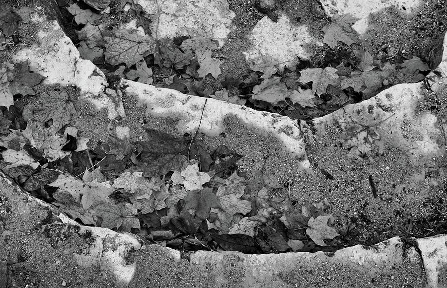 Leaves On The Stairs BW  Digital Art by Lyle Crump