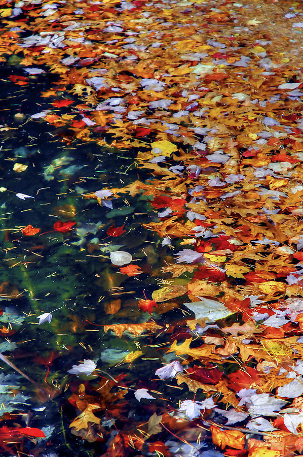 Leaves on Water 3 Photograph by Sam Davis Johnson