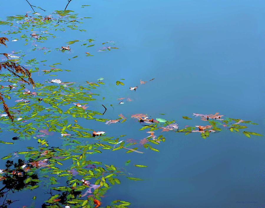 Leaves on Water by Coleman Mattingly Leaves on Water by Coleman Mattingly