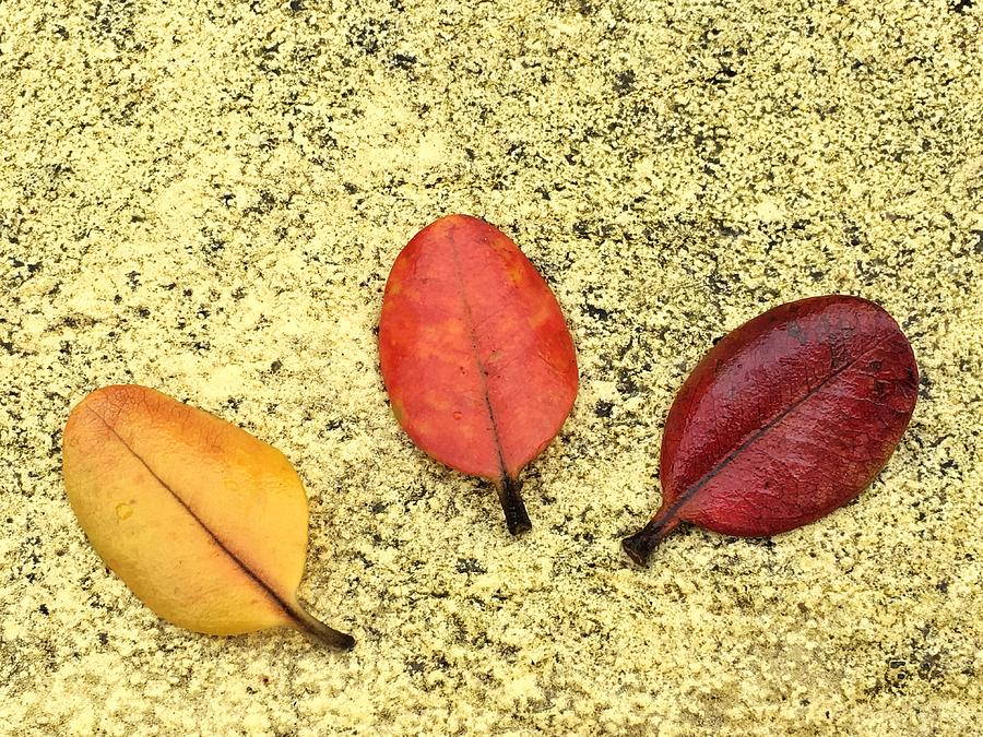 Leaves Photograph by Paulo Goncalves