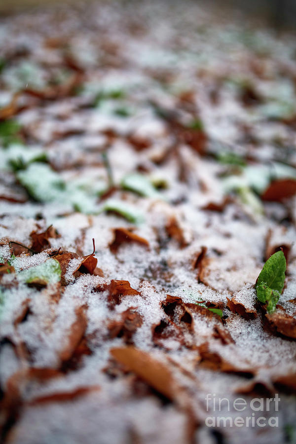 Leaves powdered with snow Photograph by Ragnar Lothbrok
