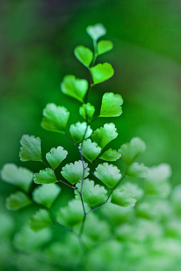 Nature Photograph - Leaves Rising by Az Jackson