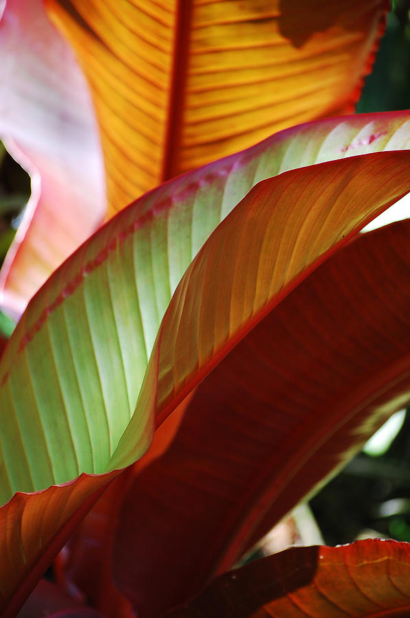 Leaves Photograph by Robert Meanor