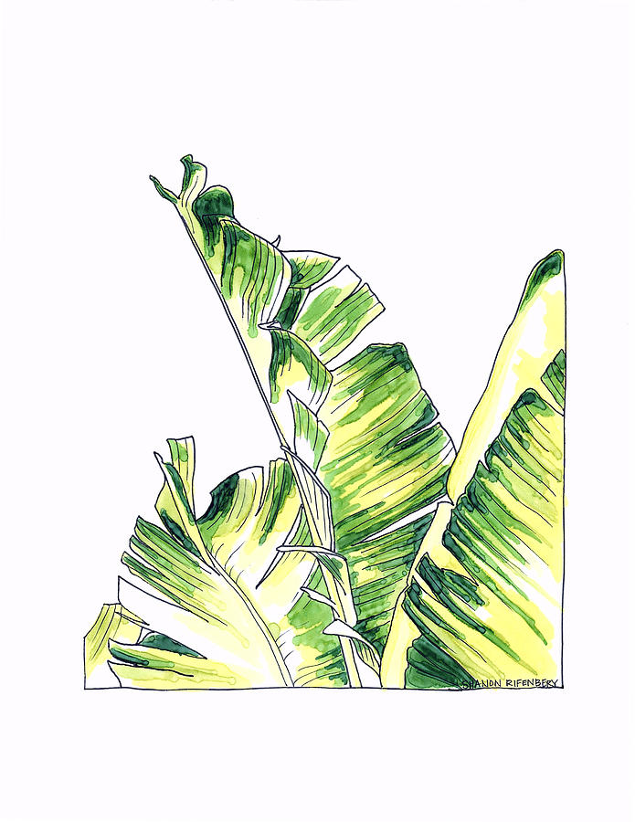 Bird Of Paradise Drawing - Leaves by Shanon Rifenbery