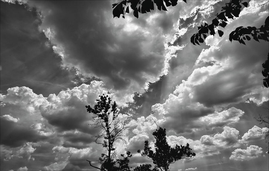 Leaves Sky And Clouds Photograph