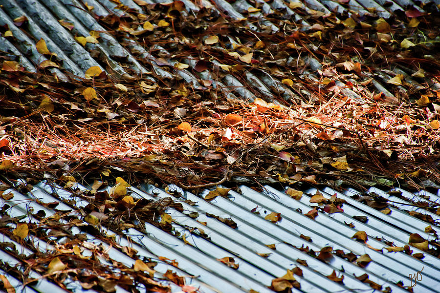 Leaves Sticks And Pine Needles On Tin Roof Photograph