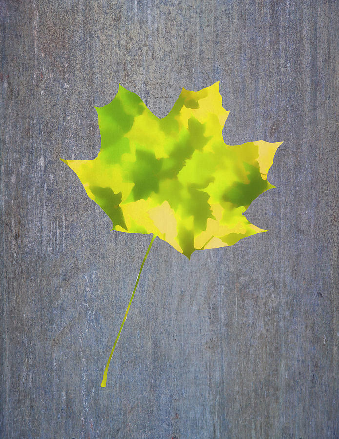Leaves Through Maple Leaf On Texture 2 Photograph by Gary Slawsky