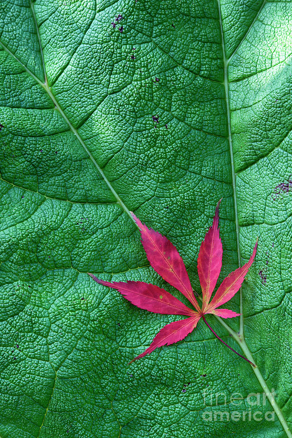 Leaves Photograph by Tim Gainey