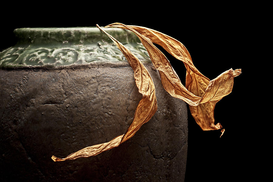 Still Life Photograph - Leaves by Tom Mc Nemar