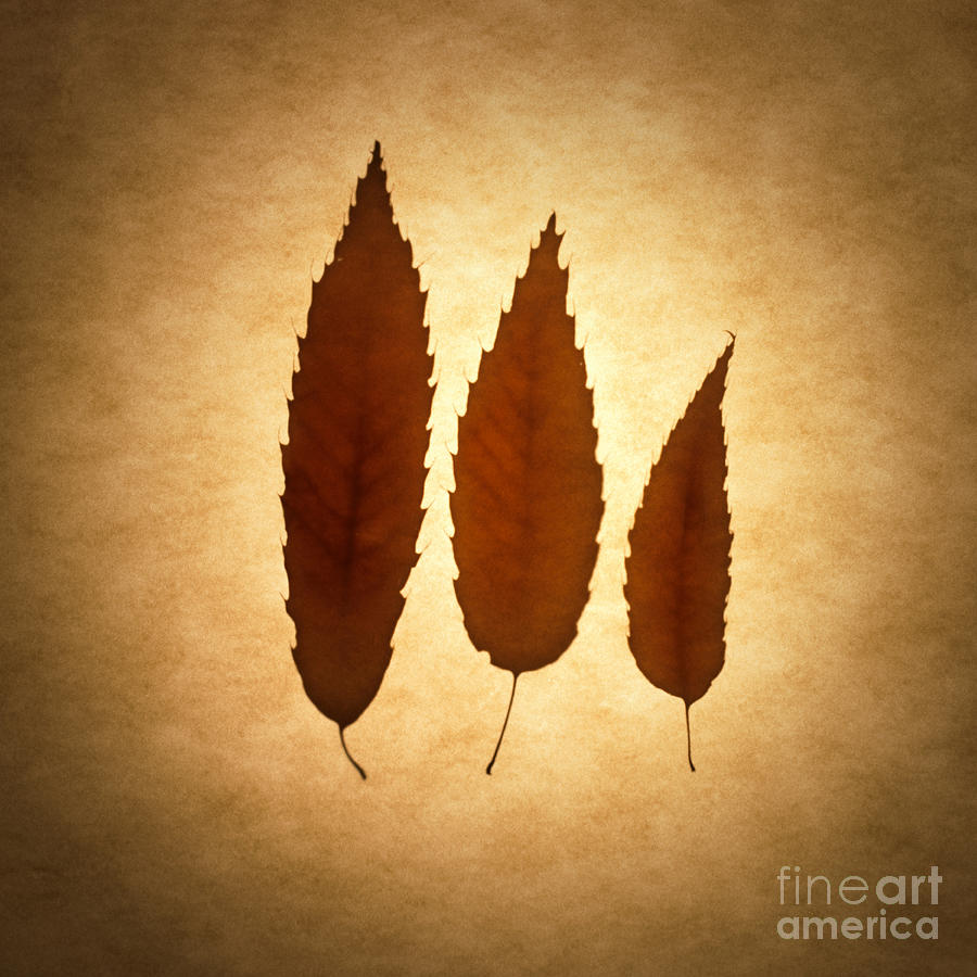 Fall Photograph - Leaves by Tony Cordoza