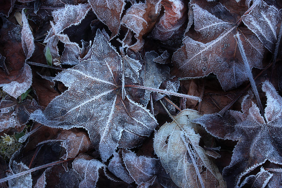 Leaves Under The Frost Photograph by Mike Eingle