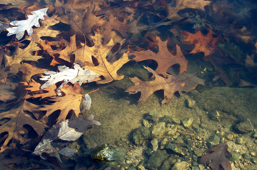 Leaves under water Photograph by Carol Sweetwood