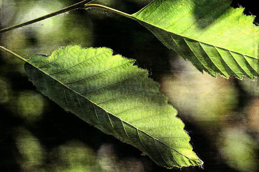 Leaves Up Close Photograph by Bonnie Bruno