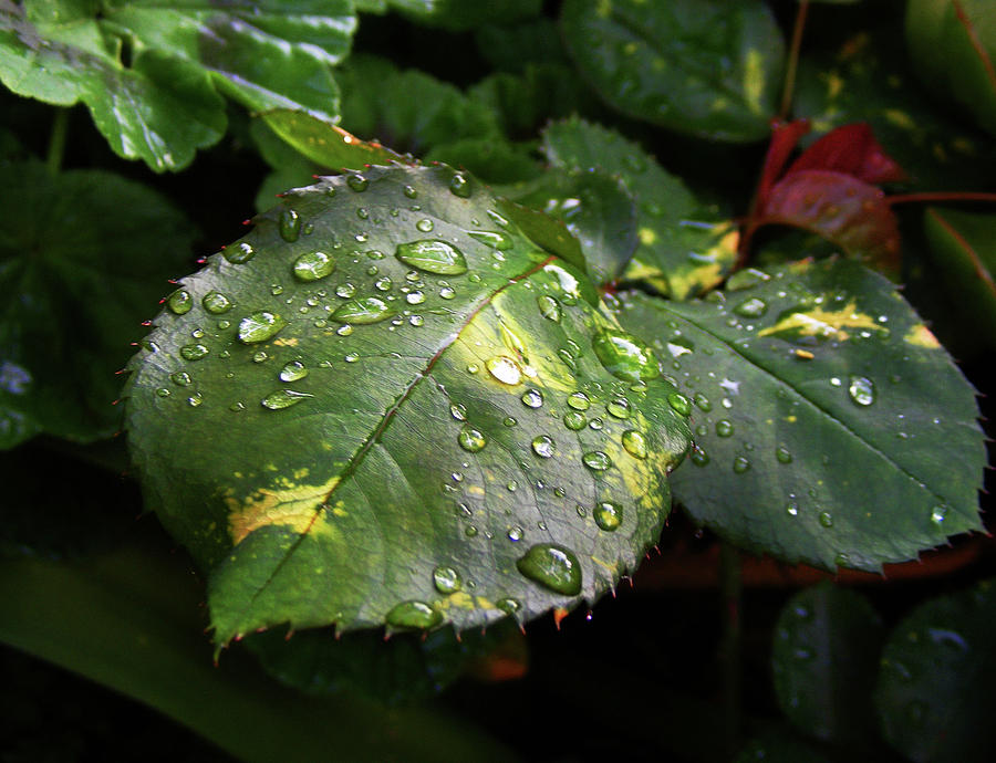 Raindrops Photograph - Leaves by Wilma Stout