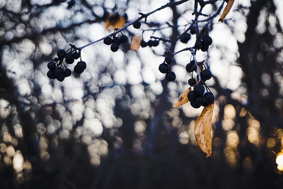 Leaves with Berries 2 Winter Photograph by Desmond Raymond