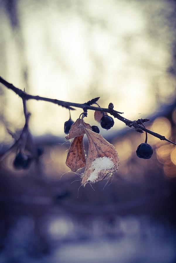 Leaves with Berries Winter Photograph by Desmond Raymond