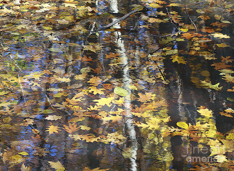 Leaves With Birch Reflections Photograph by Deborah Benoit