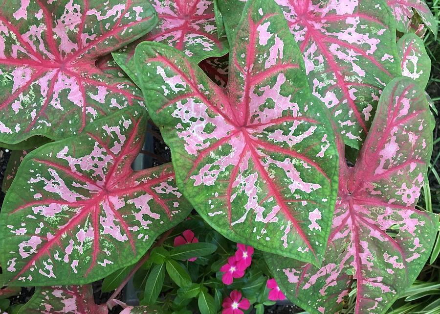 Leaves with Pink Lines  Photograph by Lois Ivancin Tavaf