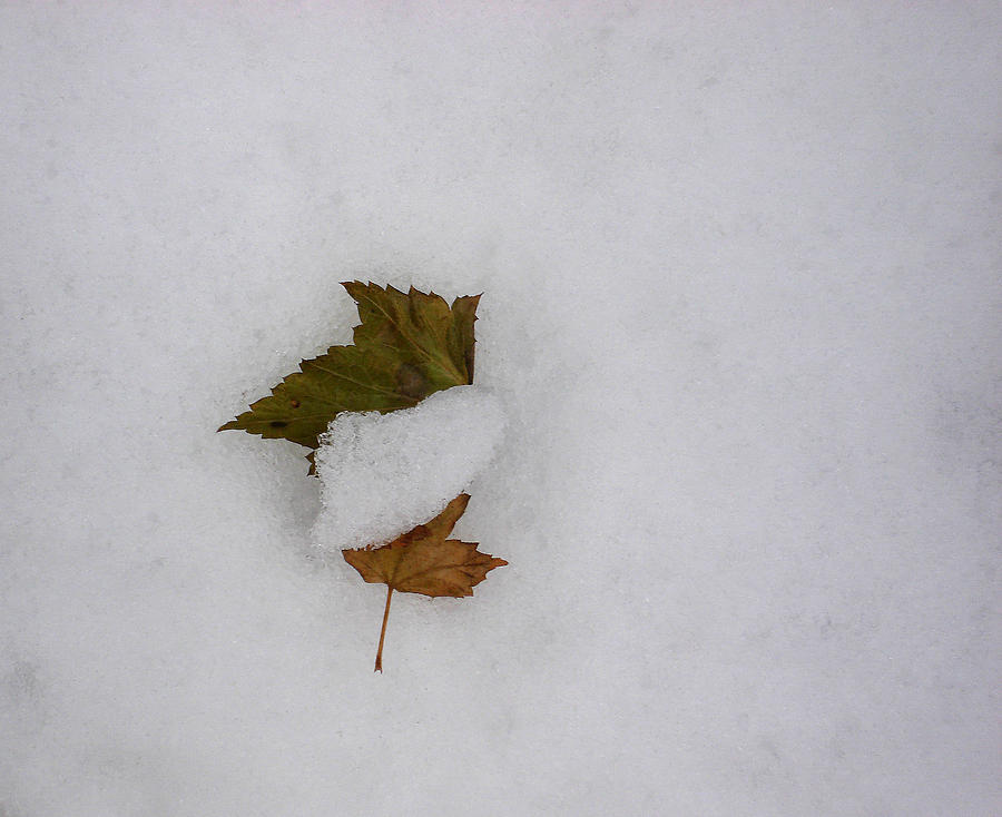 Leaves with Snow  Before Photograph by Marilynne Bull