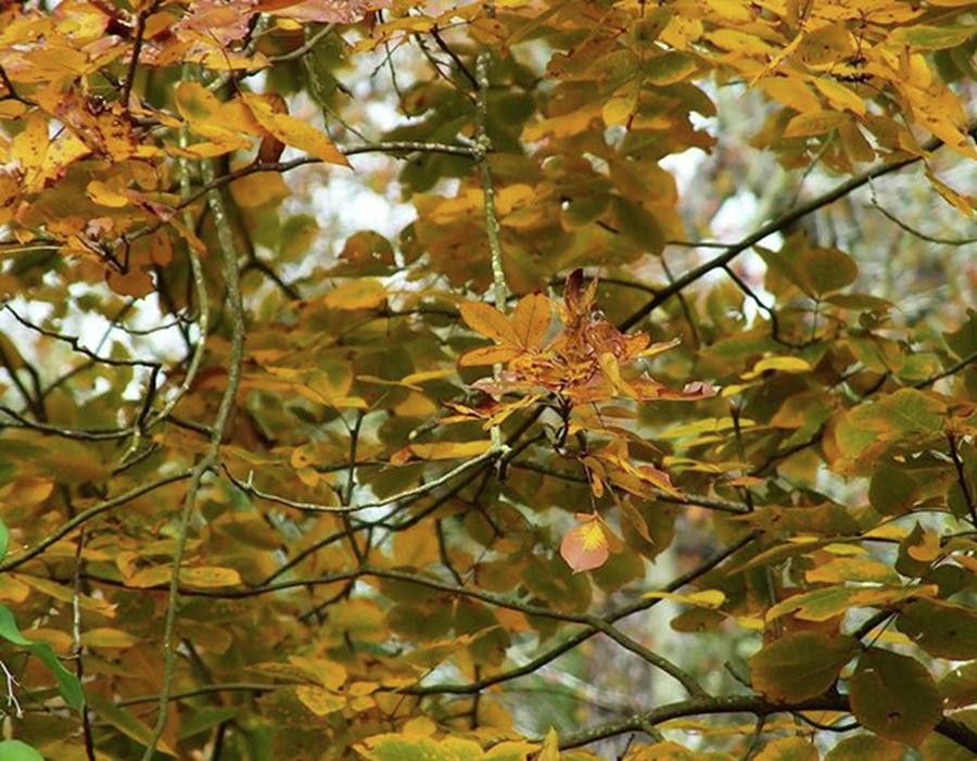 Nature Photograph - Leaves
#leaves #autumncolors by Cheray Dillon