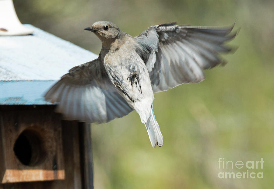 Bluebird Photograph - Leaving Home by Michael Dawson