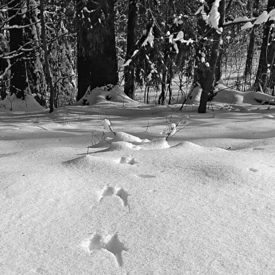 Winter Photograph - Leaving Traces

#monochrome #bnw by Mandy Tabatt
