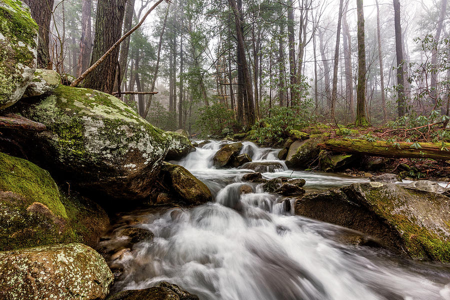 LeConte Creek Photograph by Everet Regal
