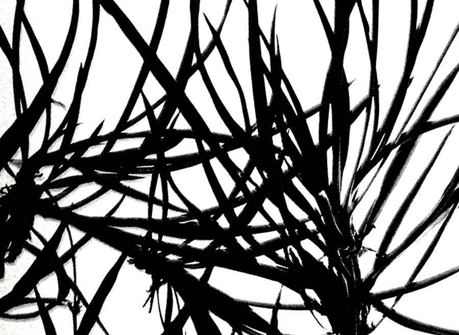 Lee Krasner Spider Plant Detail 1 Digital Art by Dick Sauer