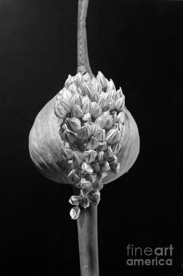 Leek Flower Head Photograph by Simon Pocklington