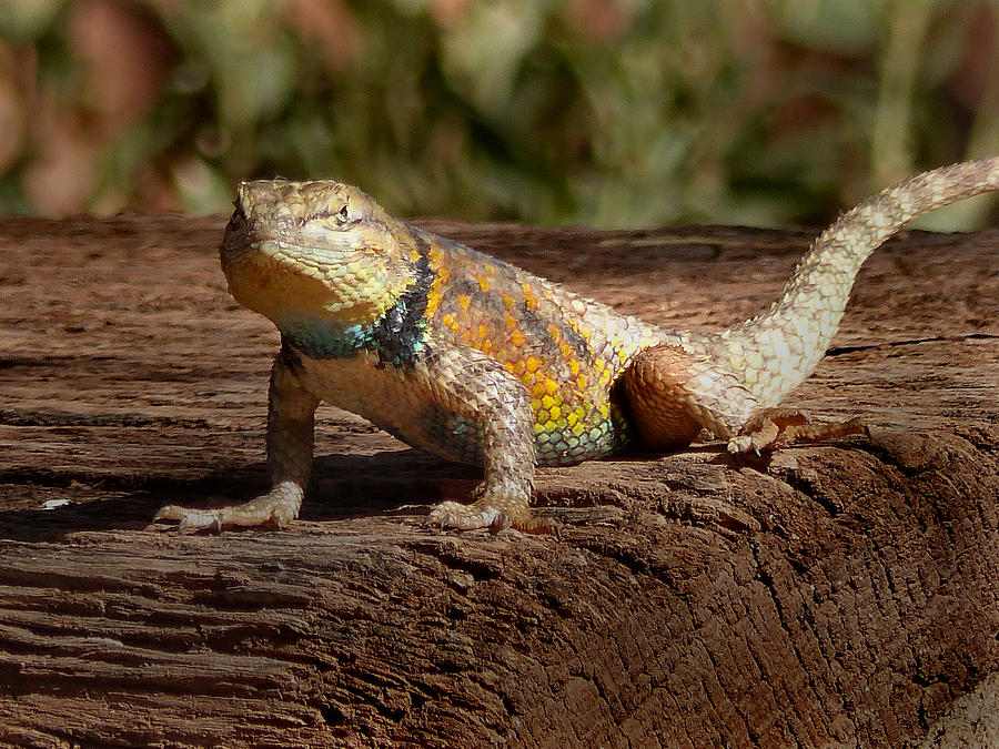 Lees Ferry-Lonely Dell Ranch Lizard 2 Photograph by JustJeffAz Photography