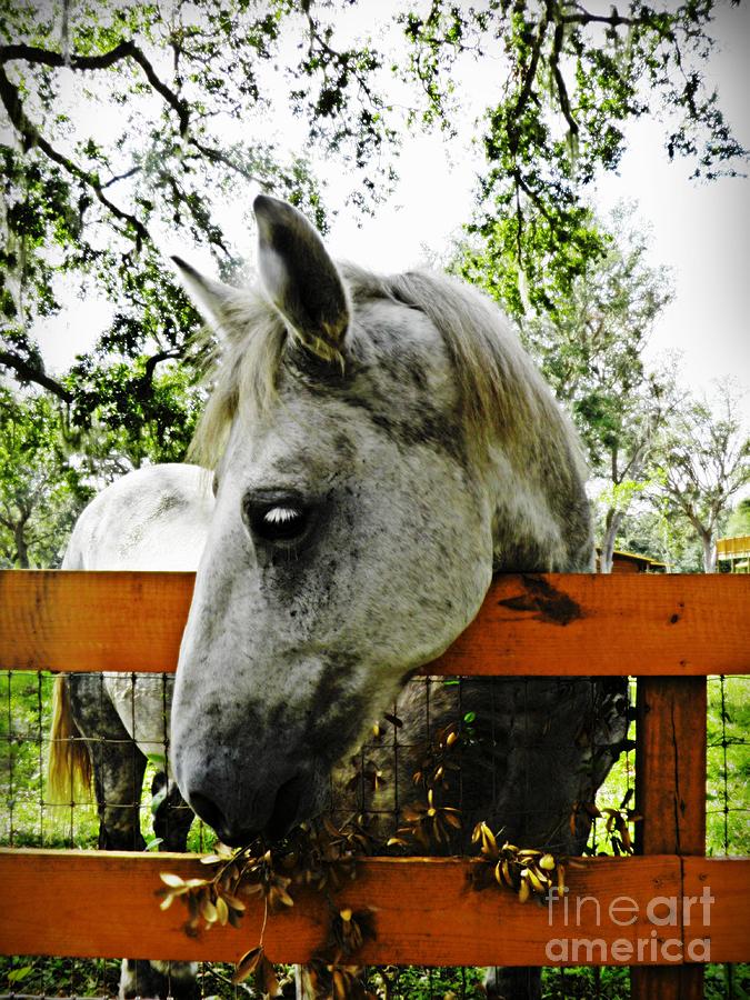 Horse Photograph - Lees Ranch 10 by Sarah Loft