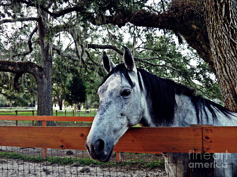 Horse Photograph - Lees Ranch 11 by Sarah Loft