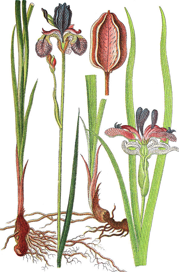 Left Iris Sibirica Siberian Iris Or Siberian Flag Right Grass Leaved Flag Iris Graminea Drawing By Bildagentur Online