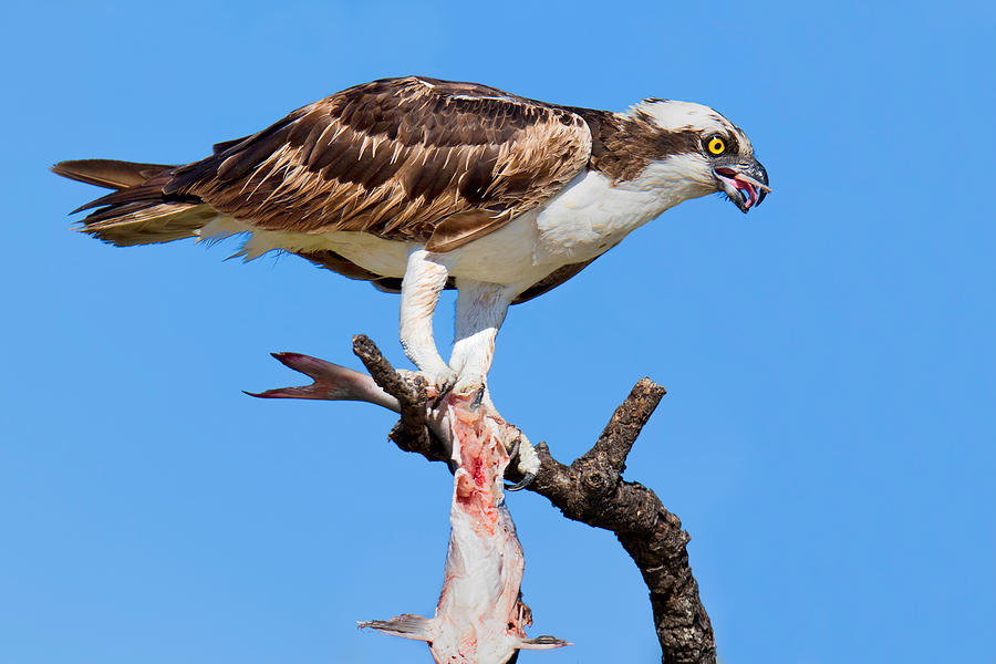 Osprey Photograph - Left Overs by John Absher